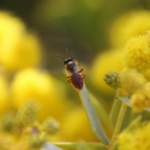 Lasioglossum (Homalictus) punctatus at Deakin, ACT - 15 Sep 2021