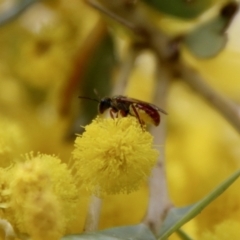 Lasioglossum (Homalictus) punctatus at Deakin, ACT - 15 Sep 2021