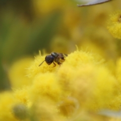 Lasioglossum (Homalictus) punctatum at Deakin, ACT - 15 Sep 2021 12:59 PM