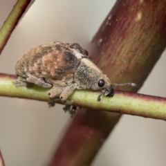 Gonipterus sp. (genus) (Eucalyptus Weevil) at Higgins, ACT - 14 Sep 2021 by AlisonMilton