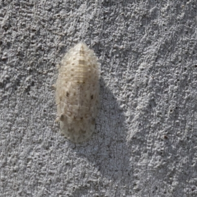 Ledromorpha planirostris (A leafhopper) at Scullin, ACT - 14 Sep 2021 by AlisonMilton