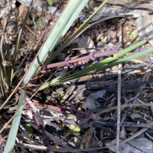 Lomandra multiflora at Hughes, ACT - 14 Sep 2021