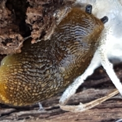 Limacus flavus (Yellow Cellar Slug) at Holt, ACT - 15 Sep 2021 by tpreston