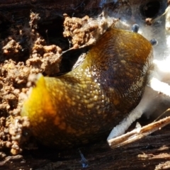 Limacus flavus at Holt, ACT - 15 Sep 2021 12:45 PM