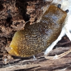 Limacus flavus at Holt, ACT - 15 Sep 2021 12:45 PM