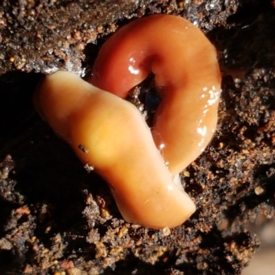 Australoplana alba (A flatworm) at The Pinnacle - 15 Sep 2021 by tpreston