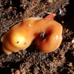 Australoplana alba at Hawker, ACT - 15 Sep 2021