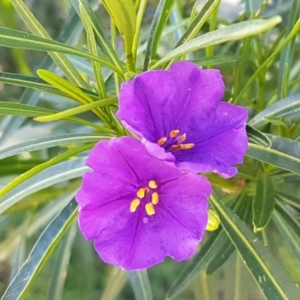 Solanum linearifolium at Hawker, ACT - 15 Sep 2021 12:53 PM