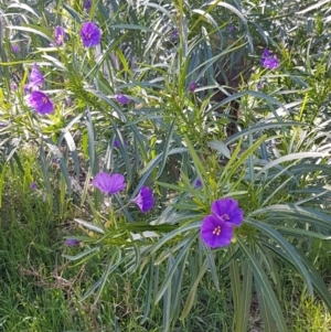 Solanum linearifolium at Hawker, ACT - 15 Sep 2021 12:53 PM