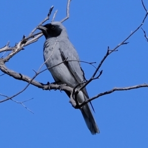 Coracina novaehollandiae at Holt, ACT - 15 Sep 2021