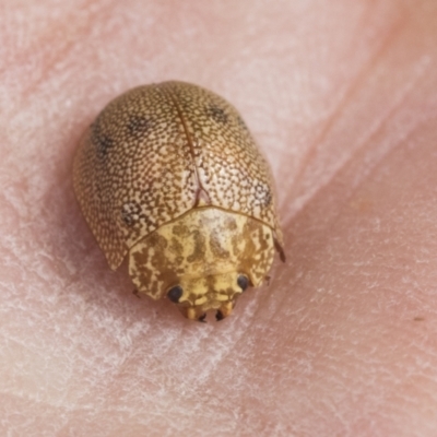 Paropsis atomaria (Eucalyptus leaf beetle) at Scullin, ACT - 14 Sep 2021 by AlisonMilton