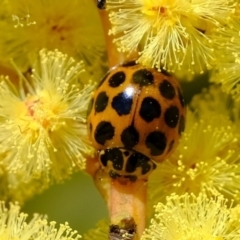 Harmonia conformis (Common Spotted Ladybird) at Molonglo River Reserve - 15 Sep 2021 by Kurt