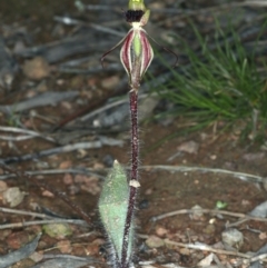 Caladenia actensis (Canberra Spider Orchid) at Downer, ACT - 14 Sep 2021 by jbromilow50