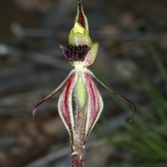 Caladenia actensis at suppressed - 14 Sep 2021