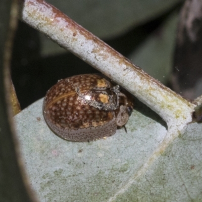 Paropsisterna m-fuscum (Eucalyptus Leaf Beetle) at Scullin, ACT - 14 Sep 2021 by AlisonMilton
