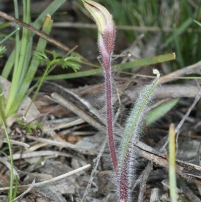 Caladenia actensis (Canberra Spider Orchid) at Downer, ACT - 14 Sep 2021 by jbromilow50