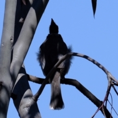 Philemon corniculatus at Holt, ACT - 15 Sep 2021