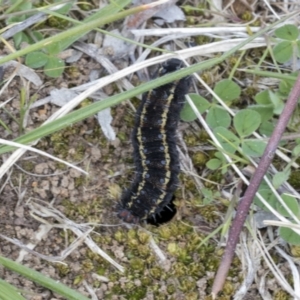 Apina callisto at Scullin, ACT - 14 Sep 2021 01:14 PM