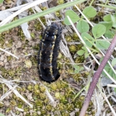 Apina callisto at Scullin, ACT - 14 Sep 2021 01:14 PM