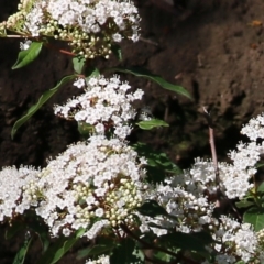 Viburnum tinus (Laurustinus) at West Wodonga, VIC - 14 Sep 2021 by Kyliegw