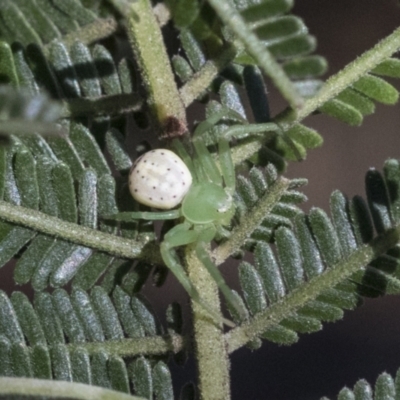 Lehtinelagia prasina (Leek-green flower spider) at Higgins, ACT - 14 Sep 2021 by AlisonMilton