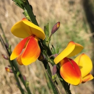 Cytisus scoparius subsp. scoparius at Canberra Central, ACT - 15 Sep 2021