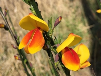 Cytisus scoparius subsp. scoparius (Scotch Broom, Broom, English Broom) at Canberra Central, ACT - 15 Sep 2021 by RWPurdie