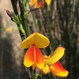 Cytisus scoparius subsp. scoparius at Canberra Central, ACT - 15 Sep 2021