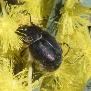 Liparetrus sp. (genus) at Scullin, ACT - 14 Sep 2021 12:15 PM