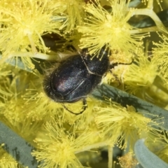 Liparetrus sp. (genus) at Scullin, ACT - 14 Sep 2021 12:15 PM