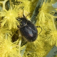 Liparetrus sp. (genus) at Scullin, ACT - 14 Sep 2021 12:15 PM