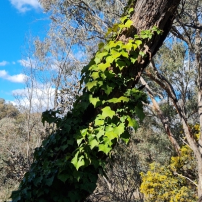 Hedera sp. (helix or hibernica) (Ivy) at Isaacs Ridge - 15 Sep 2021 by Mike