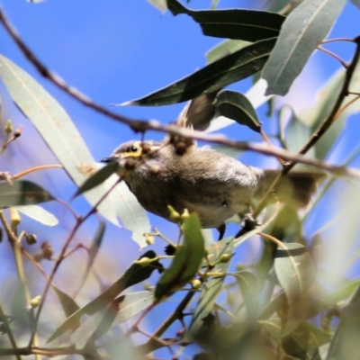Caligavis chrysops (Yellow-faced Honeyeater) at West Wodonga, VIC - 14 Sep 2021 by Kyliegw