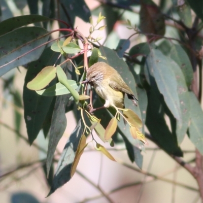 Acanthiza lineata (Striated Thornbill) at West Wodonga, VIC - 14 Sep 2021 by Kyliegw