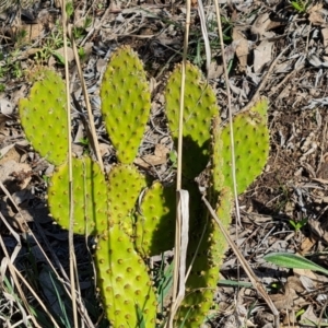 Opuntia puberula at Jerrabomberra, ACT - 15 Sep 2021