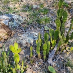 Opuntia puberula at Jerrabomberra, ACT - 15 Sep 2021 02:41 PM