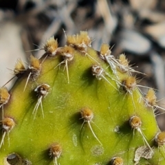 Opuntia puberula at Jerrabomberra, ACT - 15 Sep 2021