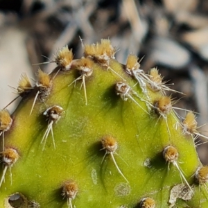 Opuntia puberula at Jerrabomberra, ACT - 15 Sep 2021 02:41 PM