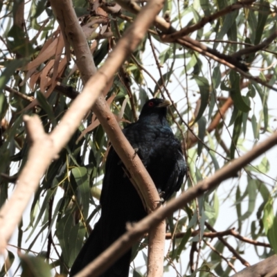 Eudynamys orientalis (Pacific Koel) at Cranbrook, QLD - 30 Oct 2020 by TerryS