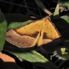 Anachloris subochraria (Golden Grass Carpet (Ennominae)) at Coombs, ACT - 15 Sep 2021 by JohnBundock