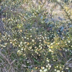 Acacia ulicifolia at Jerrabomberra, ACT - 15 Sep 2021 02:54 PM