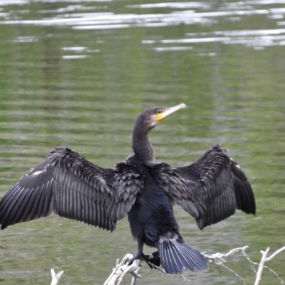 Phalacrocorax carbo (Great Cormorant) at Cranbrook, QLD - 3 Aug 2019 by TerryS