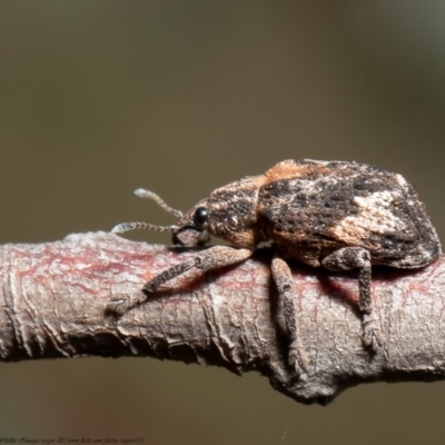 Oxyops fasciatus (A weevil) at Holt, ACT - 15 Sep 2021 by Roger