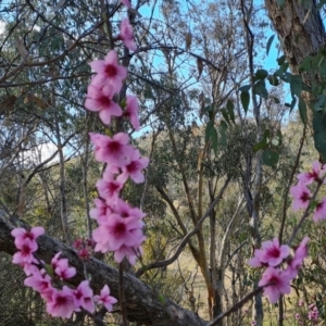 Prunus persica at Jerrabomberra, ACT - 15 Sep 2021