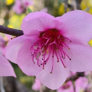 Prunus persica at Jerrabomberra, ACT - 15 Sep 2021