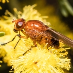 Lauxaniidae (family) (Unidentified lauxaniid fly) at Aranda Bushland - 15 Sep 2021 by Roger