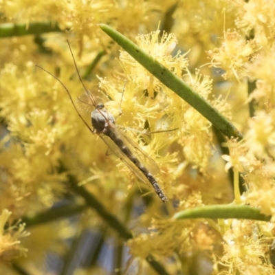 Chironomidae (family) (Non-biting Midge) at Scullin, ACT - 14 Sep 2021 by AlisonMilton