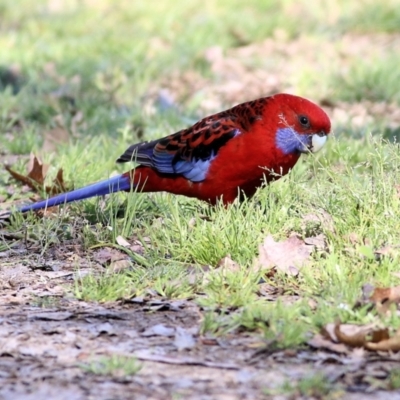 Platycercus elegans (Crimson Rosella) at Yackandandah, VIC - 14 Sep 2021 by KylieWaldon