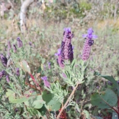 Lavandula stoechas (Spanish Lavender or Topped Lavender) at Jerrabomberra, ACT - 15 Sep 2021 by Mike