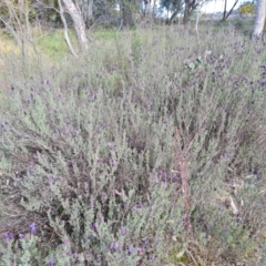 Lavandula stoechas at Jerrabomberra, ACT - 15 Sep 2021 03:20 PM